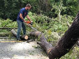 Reliable Carmichael, CA  Tree Services Solutions