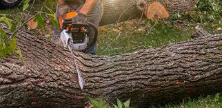 Leaf Removal in Carmichael, CA